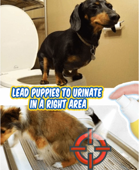 Pet Toilet Training Aid