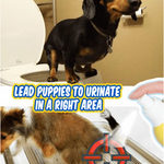 Pet Toilet Training Aid